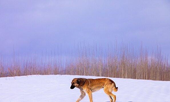 بارش برف در مناطق سردسیر خرم اباد