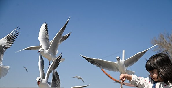 کاکایی‌ها؛ مهمانان زمستانی شیراز