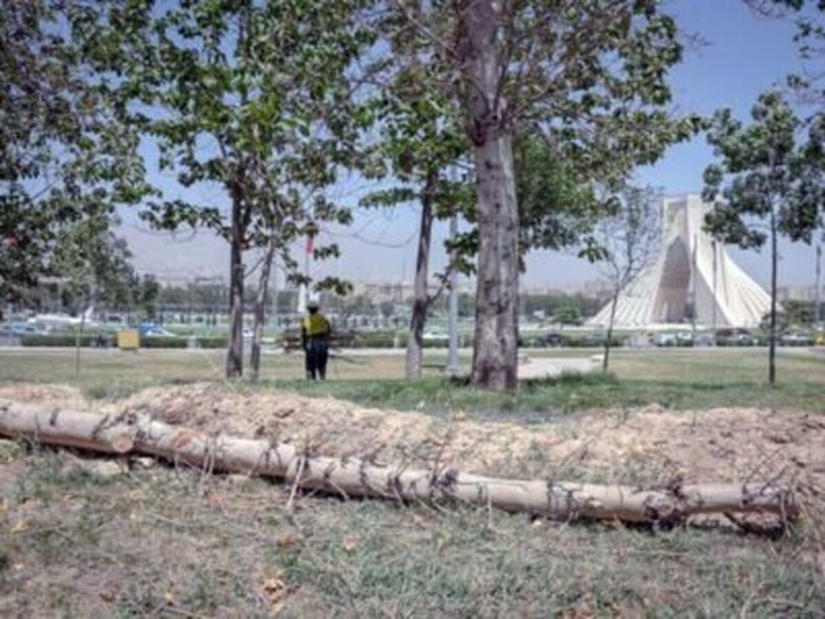 درخت قطع شده در میدان آزادی خشک بود