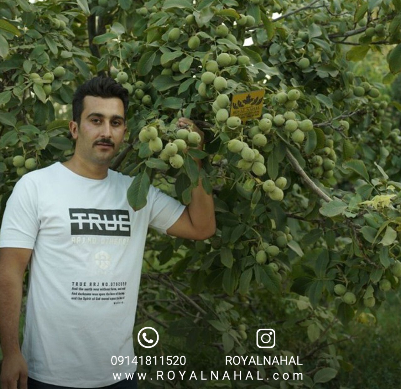 فروش نهال گردویی که قواعد بازی ثروت را تغییر می‌دهد!