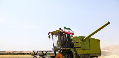 برداشت گندم در مراغه