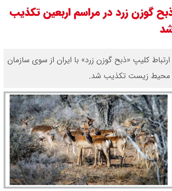 ذبح گوزن زرد ایرانی در مراسم اربعین دروغ معاندین بود