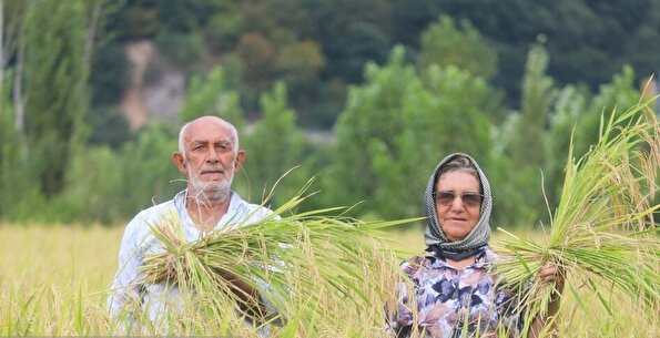 برداشت مکانیزه برنج شهرستان سوادکوه شمالی - مازندران