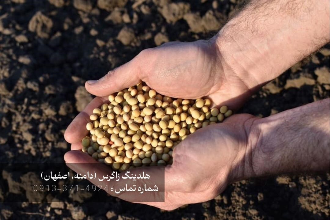 بذر مینی‌تیوبر سیب‌زمینی عبدالهی : انقلابی در کشاورزی مدرن