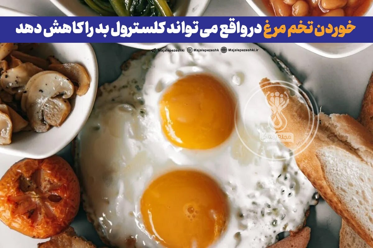 خوردن تخم مرغ در واقع می تواند کلسترول بد را کاهش دهد