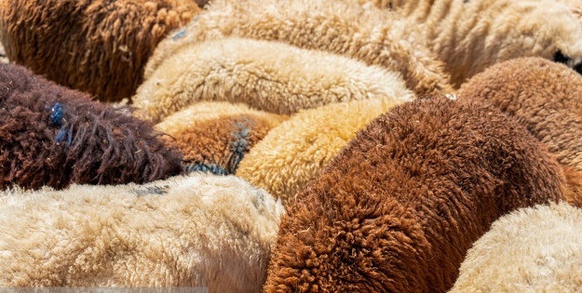 ثبات نسبی قیمت دام زنده