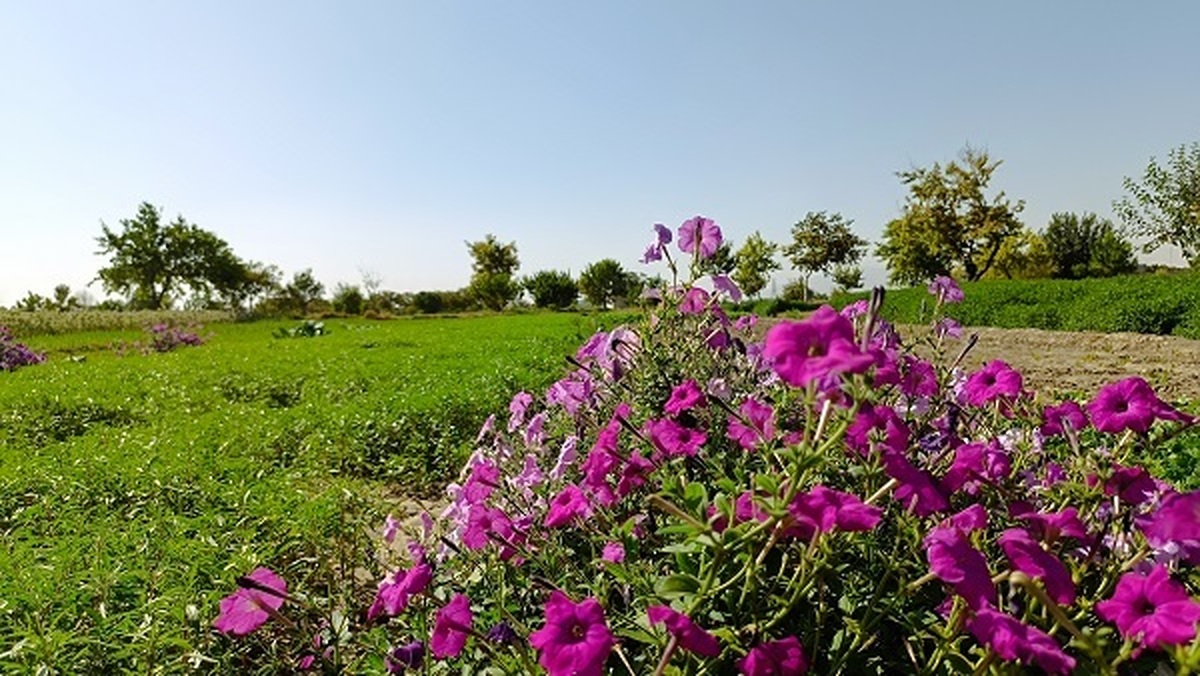 «باغات سبز حکم‌آباد؛ پارک بزرگ طبیعی تبریز که در آستانه نابودی است / ضرورت ثبت ملی و جهانی میراث سبز تبریز»