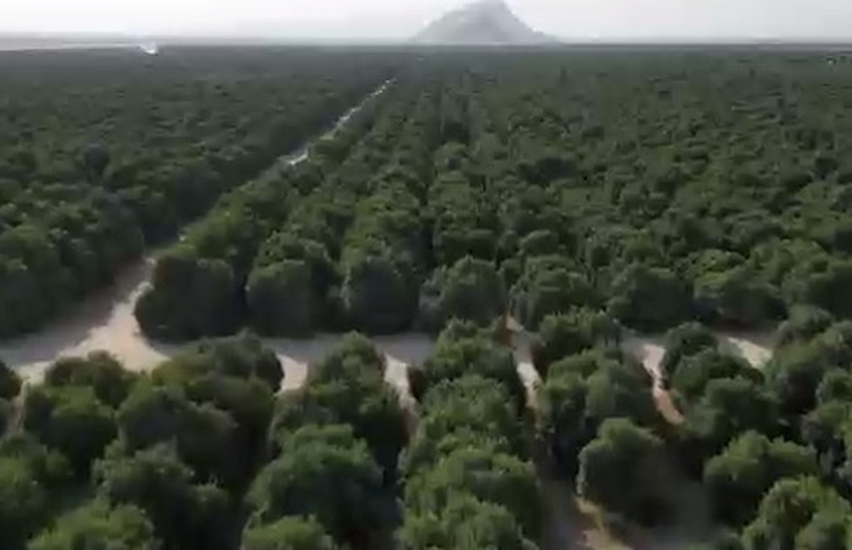 زوال؛ مرگ خاموش مرکبات، اما نه در جیرفت!