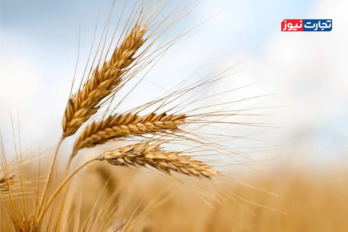 قیمت تضمینی گندم۲۷هزار و ۵۰۰تا ۲۹ هزار و ۵۰۰ تومان تعیین شد