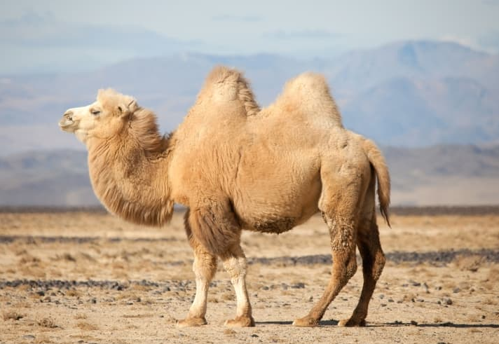 كشتي بيابان، شاهكار خلقت