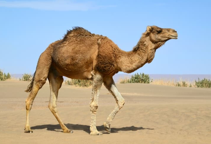 كشتي بيابان، شاهكار خلقت