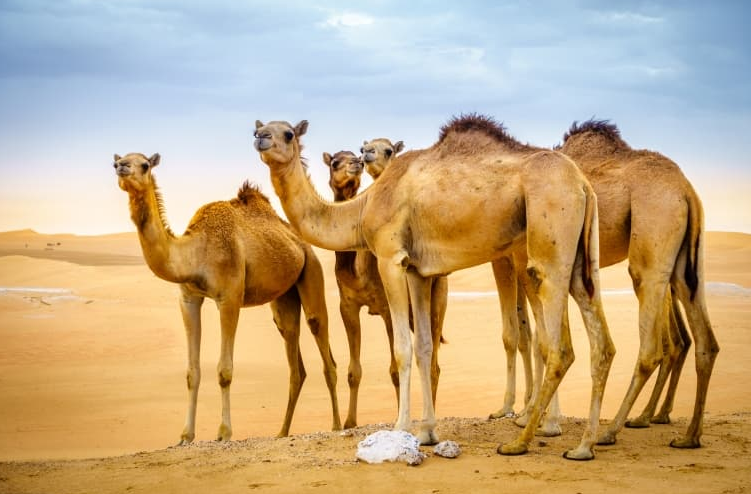 كشتي بيابان، شاهكار خلقت