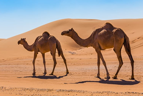 كشتي بيابان، شاهكار خلقت