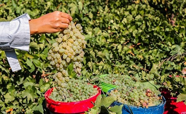 برداشت انگور در روستای هزاوه - استان مرکزی