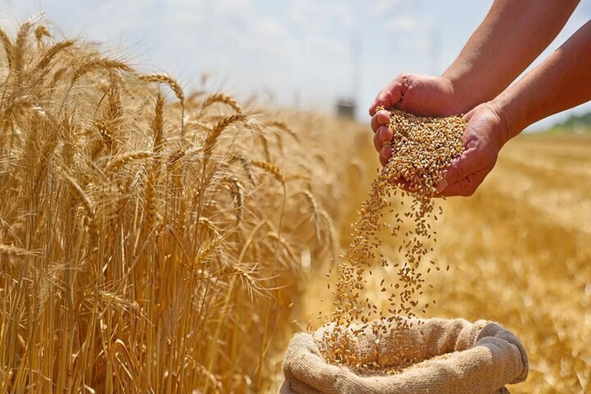 قیمت تضمینی گندم هنوز رسمی نشده / کشاورزان منتظرند