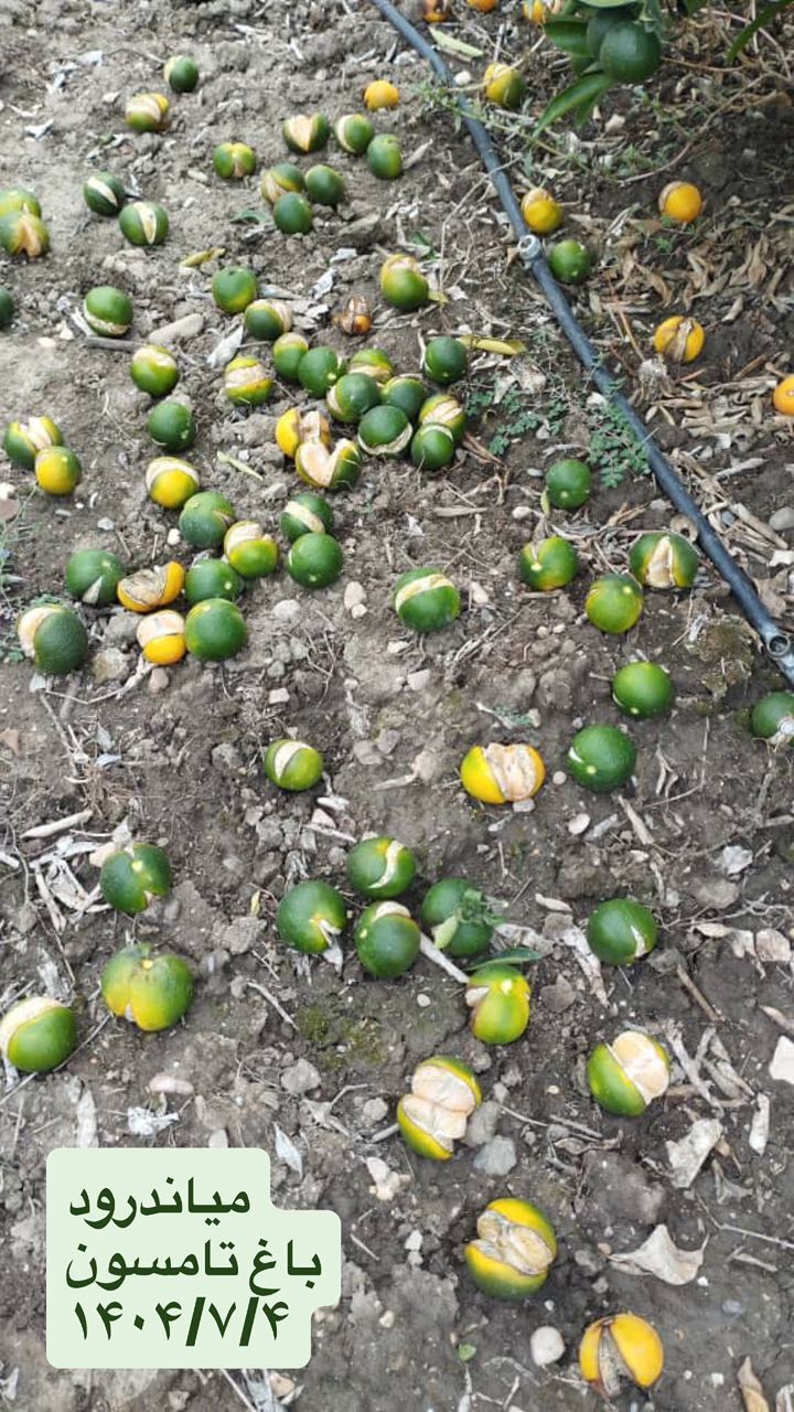 آفت مرموز بر جان مرکبات؛ باغداران سردرگم میان سکوت مسئولان و سموم اضافه