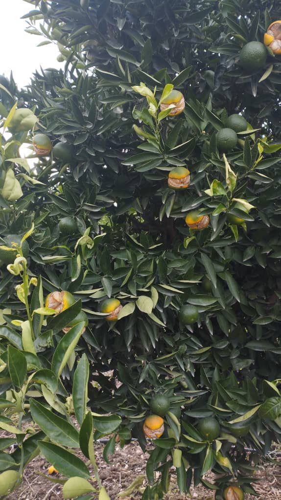 آفت مرموز بر جان مرکبات؛ باغداران سردرگم میان سکوت مسئولان و سموم اضافه