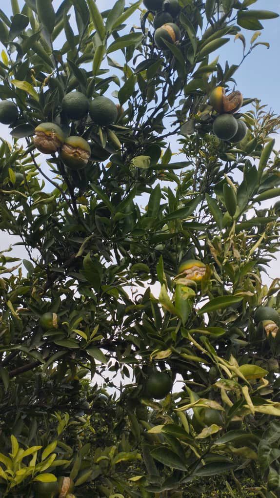 آفت مرموز بر جان مرکبات؛ باغداران سردرگم میان سکوت مسئولان و سموم اضافه