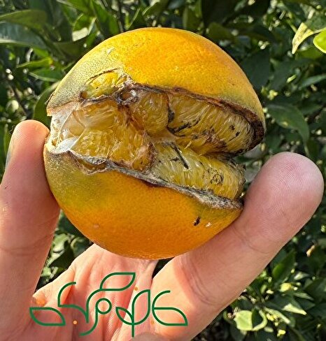 آفت مرموز بر جان مرکبات؛ باغداران سردرگم میان سکوت مسئولان و سموم اضافه