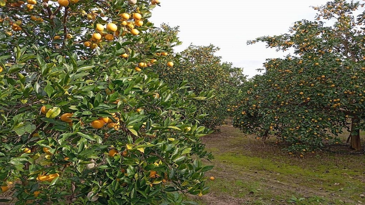 باغتان را تنها نگذارید: راهنمای علمی و عملی برای مقابله با آفت ناشناخته