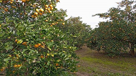باغتان را تنها نگذارید: راهنمای علمی و عملی برای مقابله با آفت ناشناخته