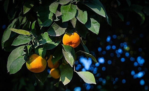 تولید ملی برای رفع محرومیت / برداشت نارنگی از باغات هاشم‌آباد گرگان