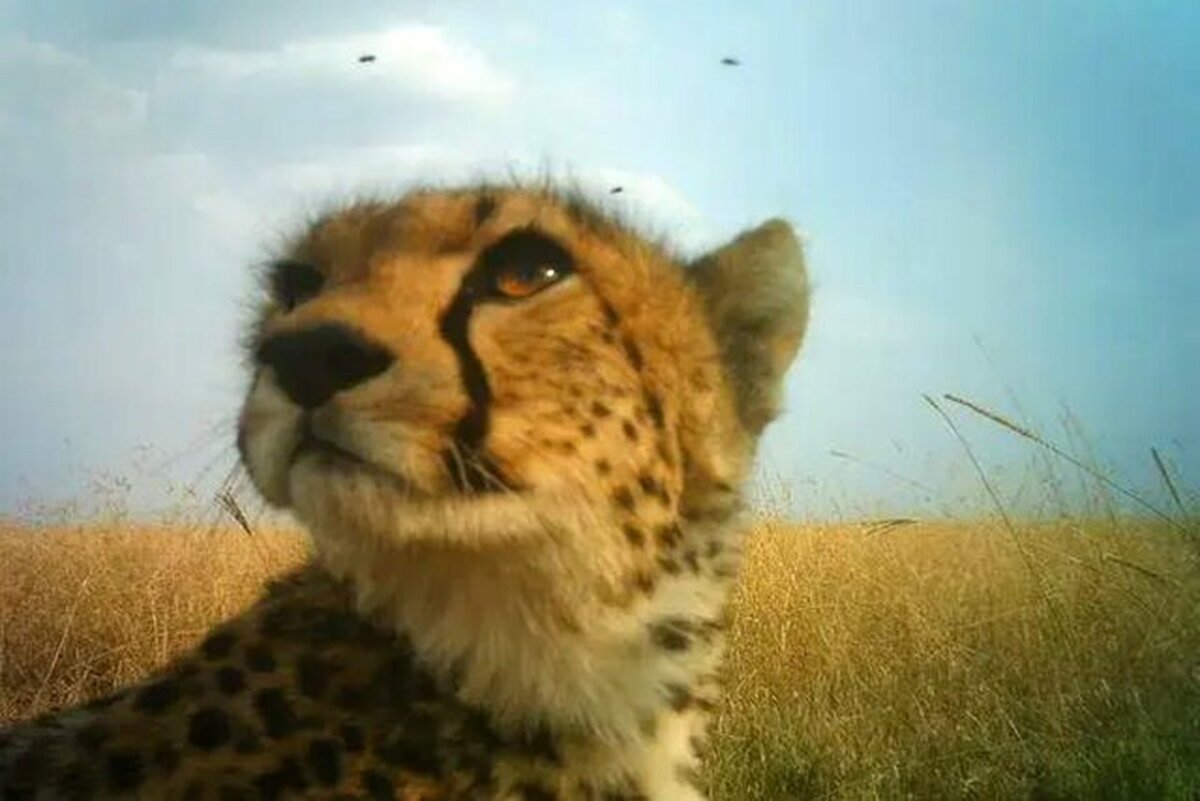 قرنطینه سایت تکثیر یوزپلنگ در اسارت