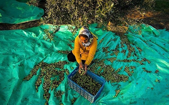 رفع محرومیت با تولید ملی/برداشت زیتون از باغات علی آبادکتول