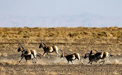 احیای گورخر ایرانی در پارک ملی کویر