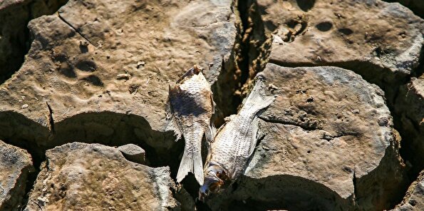 مرگ دسته‌جمعی ماهی‌ها در سد عبدل آباد بجنورد