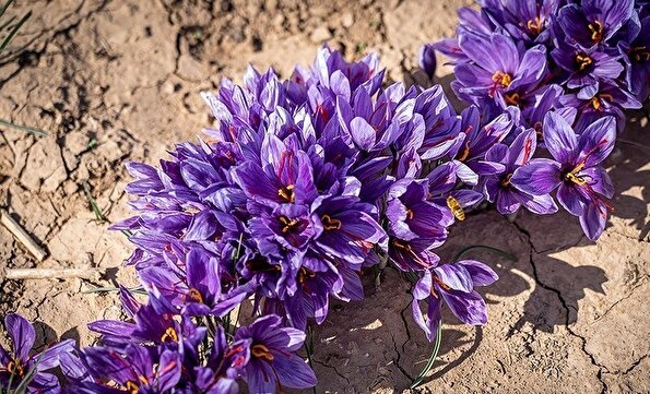 برداشت زعفران در خراسان شمالی