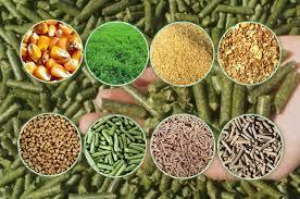 خالیفروشی نهادههای دامی علت گرانی گوشت و مرغ خالیفروشی نهادههای دامی علت گرانی گوشت و مرغ