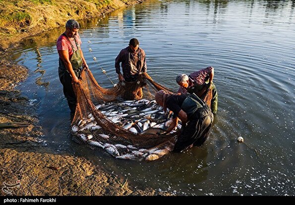 تولید برای محرومیت زدایی / پرورش ماهی