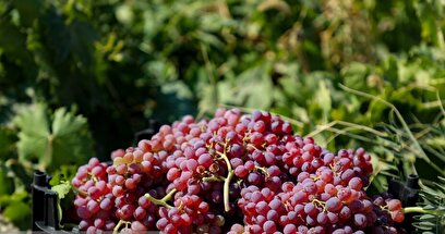 فصل انگور در «هزاوه»