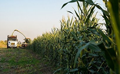 برداشت ذرت علوفه ای دام