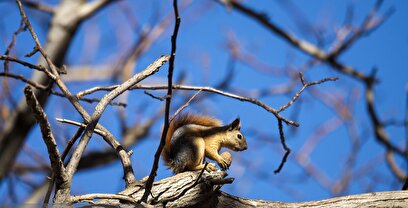 خزان هزار رنگ همدان