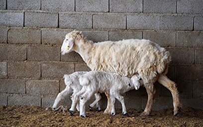 در مسیر محرومیت زدایی / مزرعه دامپروری روستای چپرقویمه