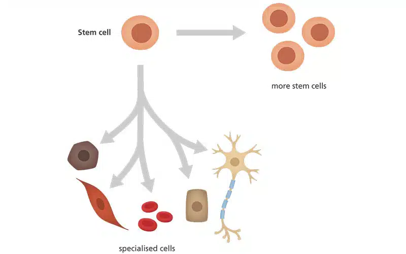 عملکرد سلول‌ های بنیادی (Stem Cells)