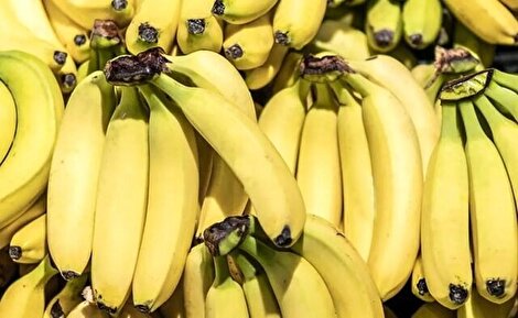 تکذیب توقف واردات موز/ واردات و صادرات محصولات کشاورزی طبق روال قبلی در حال انجام است 