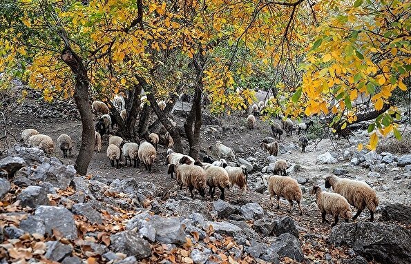 طبیعت پاییزی دره خان ارومیه