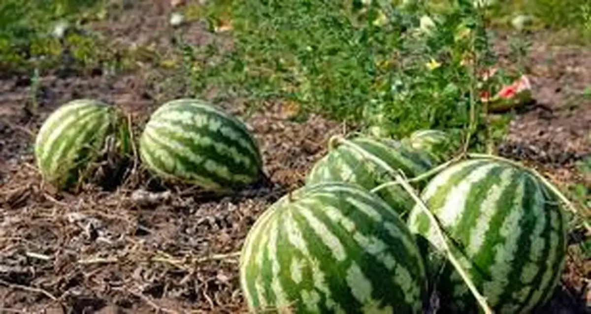 ادعای رسانه غربی: ایران به بهانه خودکفایی آب خود را هدر داد!