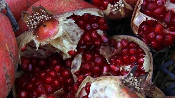 پاییز سرخ لرستان در انارستان زیر تنگ سیاب - کوهدشت