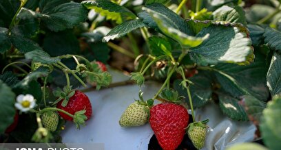 تولید برای محرومیت زدایی؛ گلخانه توت‌فرنگی چناران