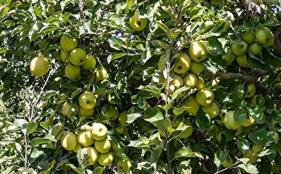 برداشت سیب از باغ های ارومیه