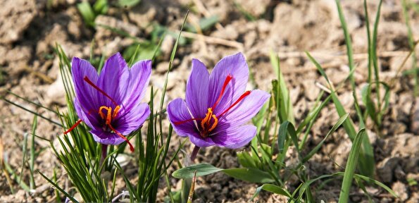 برداشت «طلای سرخ» از مزارع خراسانشمالی برداشت «طلای سرخ» از مزارع خراسانشمالی