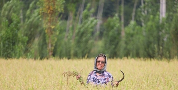 قیمت برنج چقدر باید باشد؟