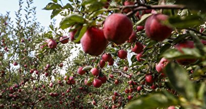 طلای سرخ مراغه در فصل برداشت طلای سرخ مراغه در فصل برداشت