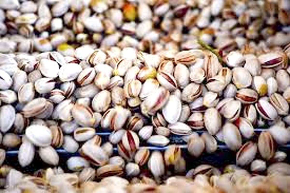 صادرات پسته ایران به چین بیشتر از آمریکا شد صادرات پسته ایران به چین بیشتر از آمریکا شد