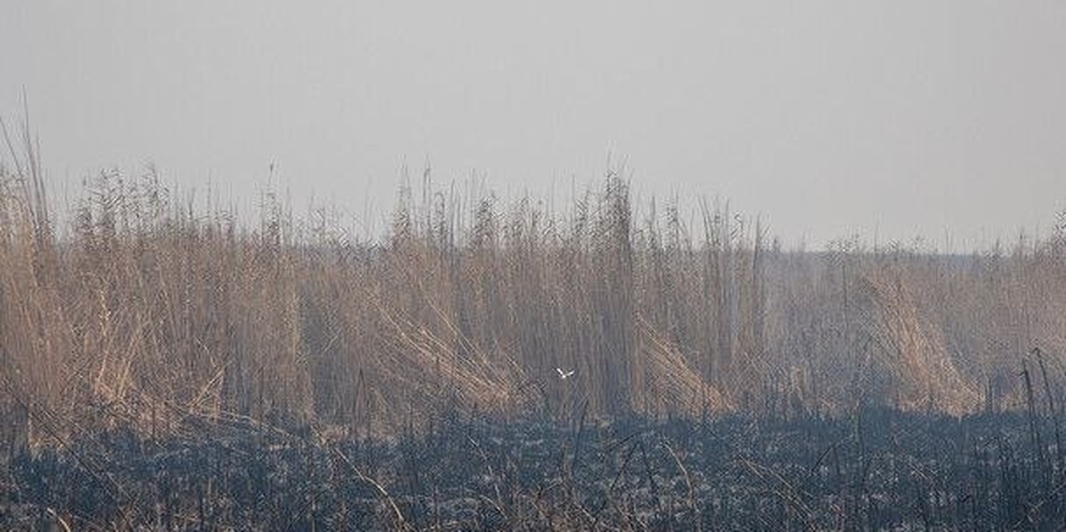 ۶ شهر خوزستان در شرایط «قرمز» ۶ شهر خوزستان در شرایط «قرمز»