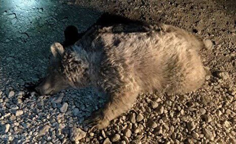 یک قلاده خرس قهوه‌ای ماده در شهرستان نور با گلوله کشته شد